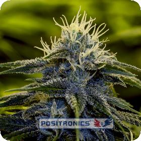 Afghan Express Autoflowering Feminised Seeds Afghan Express Autoflowering Feminised Seeds